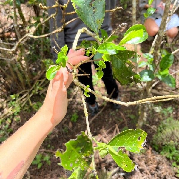 Coffea mauritiana Φύλλο