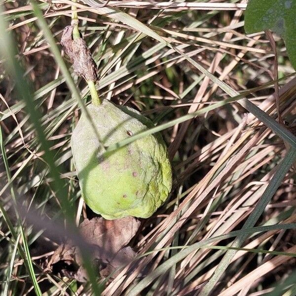 Passiflora subpeltata Fruit