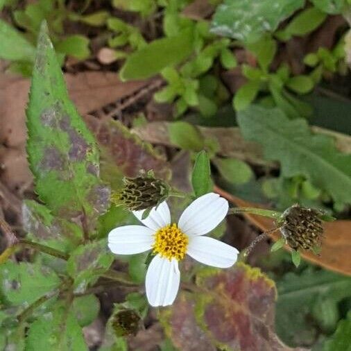 Bidens pilosa ᱵᱟᱦᱟ