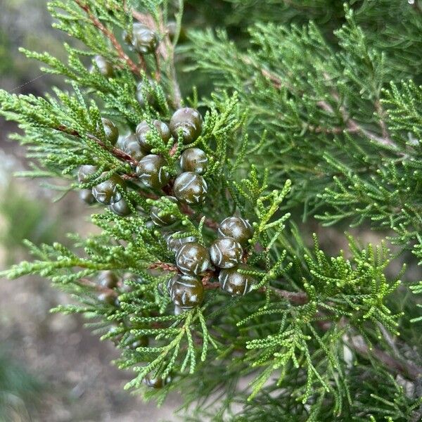 Juniperus sabina Плід