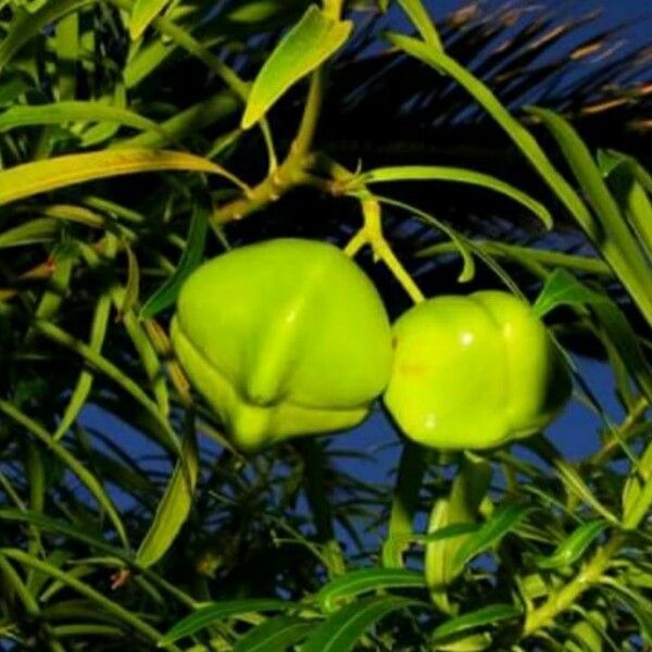 Thevetia peruviana Fruitua