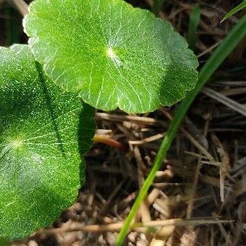 Hydrocotyle umbellata Leaf