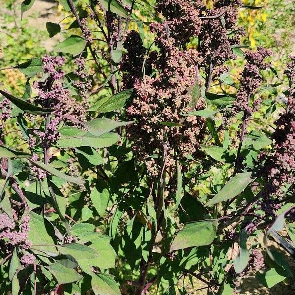Chenopodium quinoa Habit