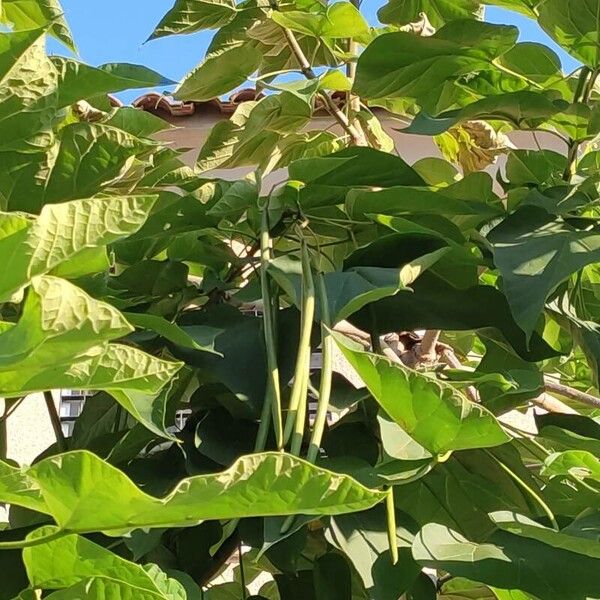 Catalpa bignonioides Fruit