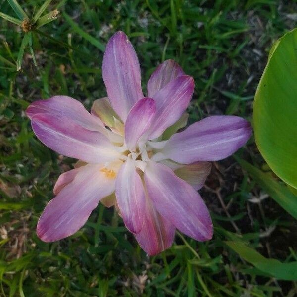 Curcuma aromatica പുഷ്പം