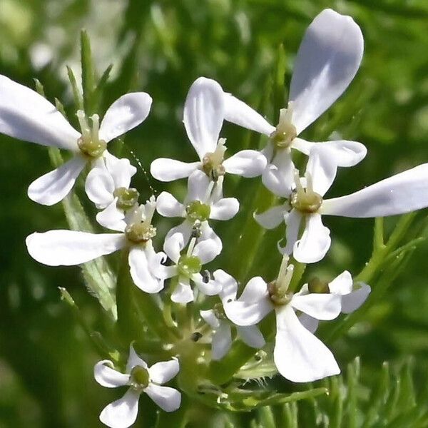 Scandix pecten-veneris Flor