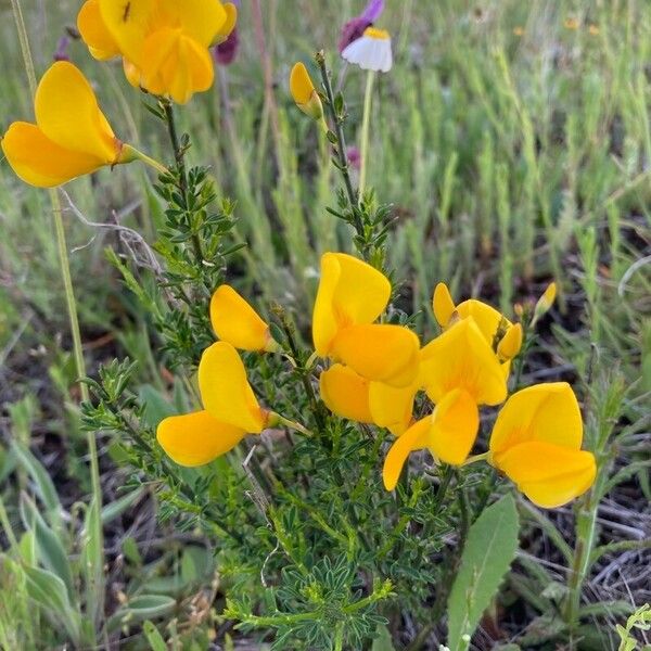 Cytisus scoparius Лист