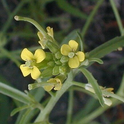 Erysimum repandum Fleur