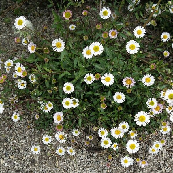 Erigeron karvinskianus Alkat (teljes növény)