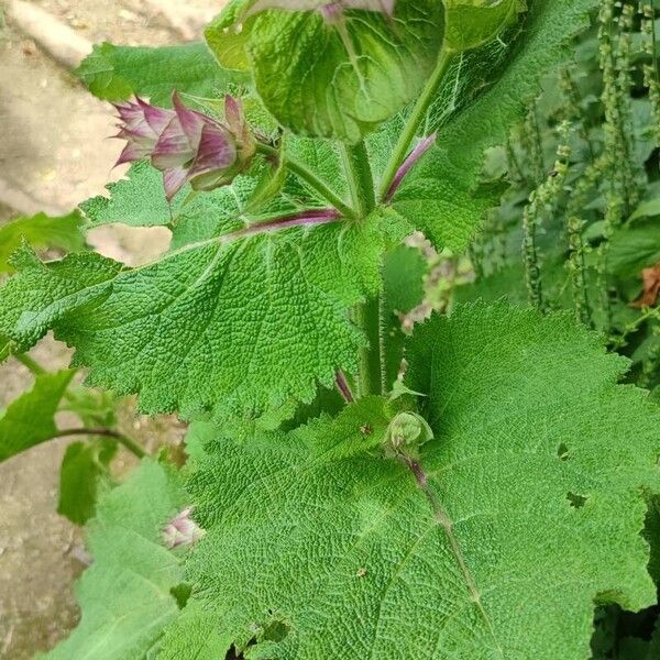 Salvia sclarea Leaf