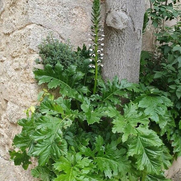 Acanthus mollis Цвят