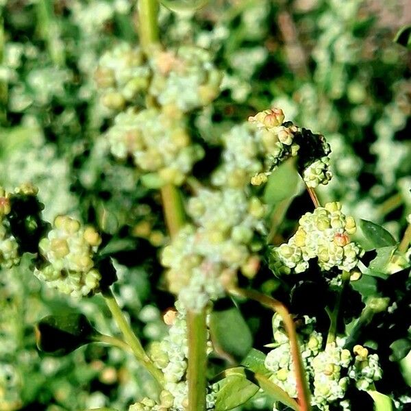 Chenopodium ficifolium Плод