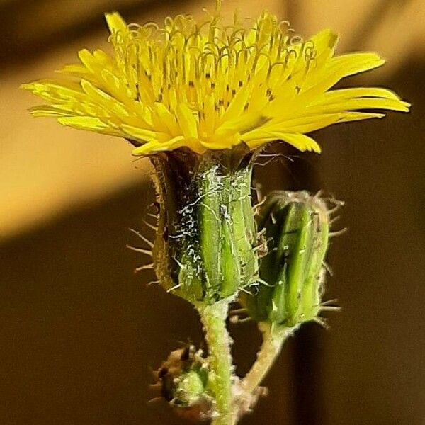 Sonchus arvensis Fiore