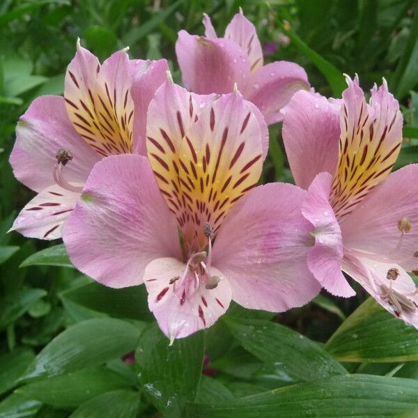 Alstroemeria ligtu Kvet