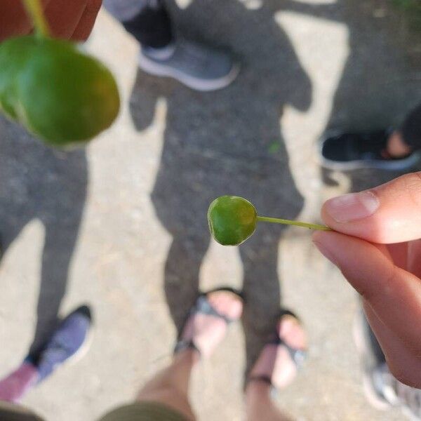 Prunus cerasus Fruit