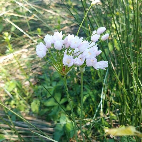 Allium roseum Flower