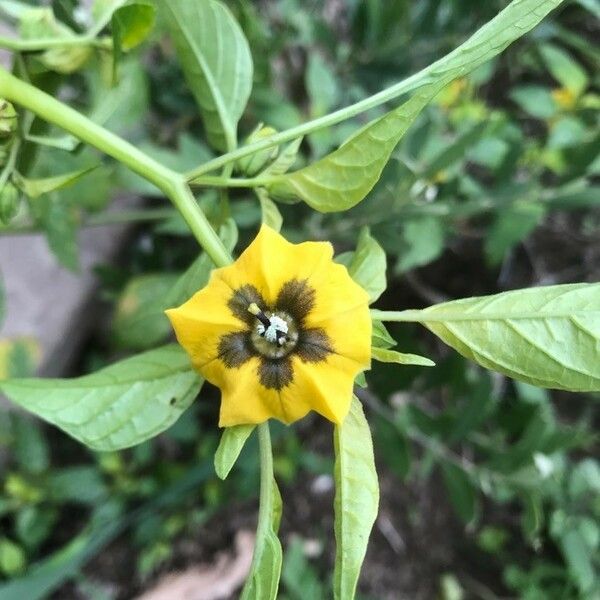 Physalis philadelphica Květ