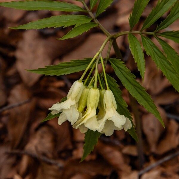 Cardamine kitaibelii Flower