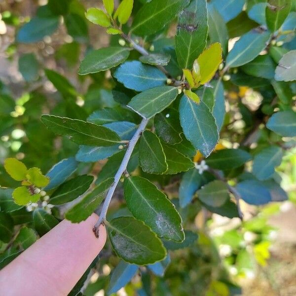 Ilex vomitoria Blatt