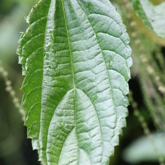 Boehmeria japonica Leaf