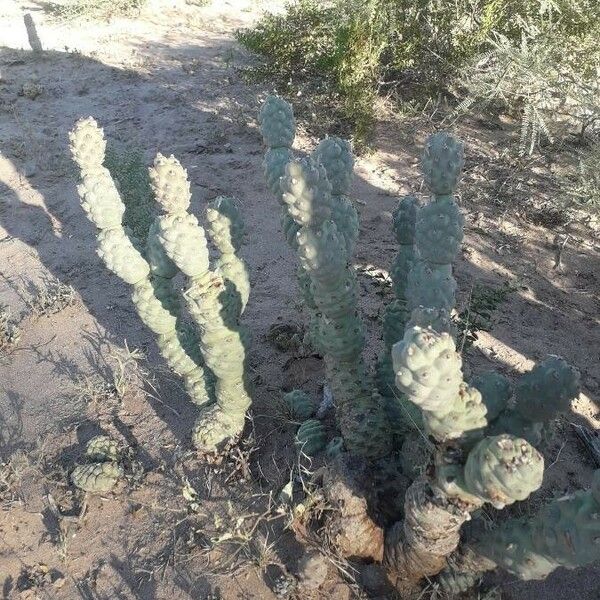 Tephrocactus alexanderi पत्ता