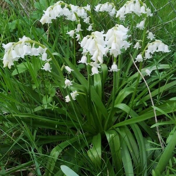 Hyacinthoides non-scripta Flower