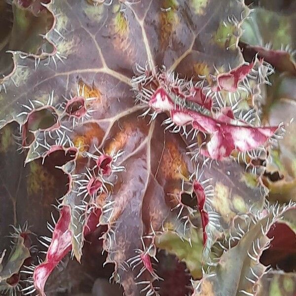 Begonia bowerae Прочее