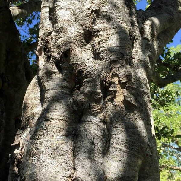 Strychnos madagascariensis Bark