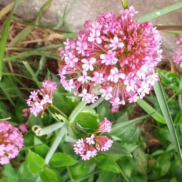 Valeriana rubra 花