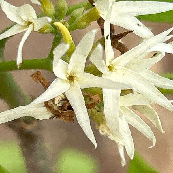 Aspidosperma pyrifolium Flor