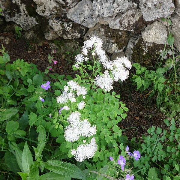 Thalictrum aquilegiifolium Flor