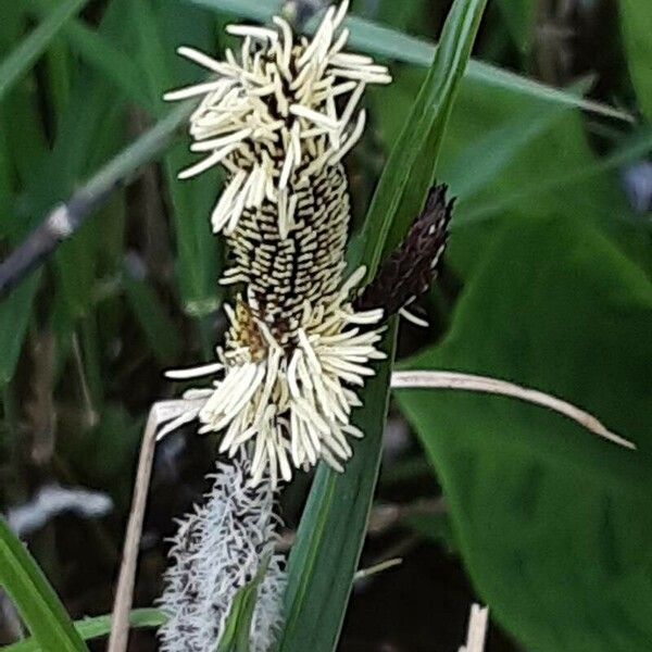 Carex acutiformis Kvet