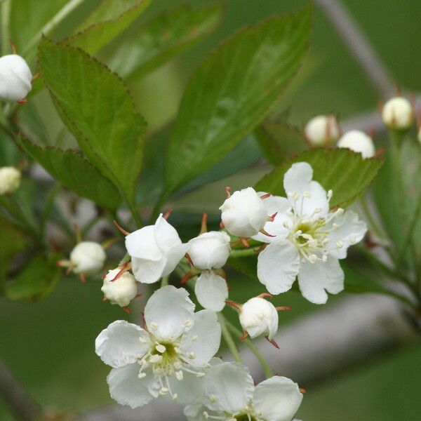 Crataegus calpodendron Květ