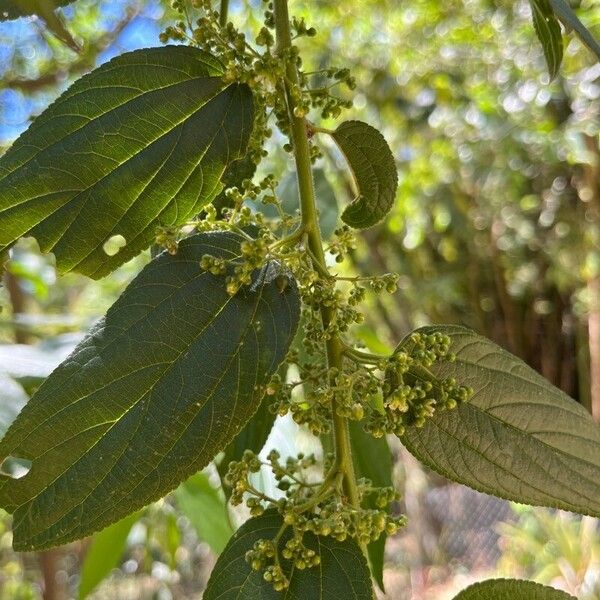 Trema micranthum Flower