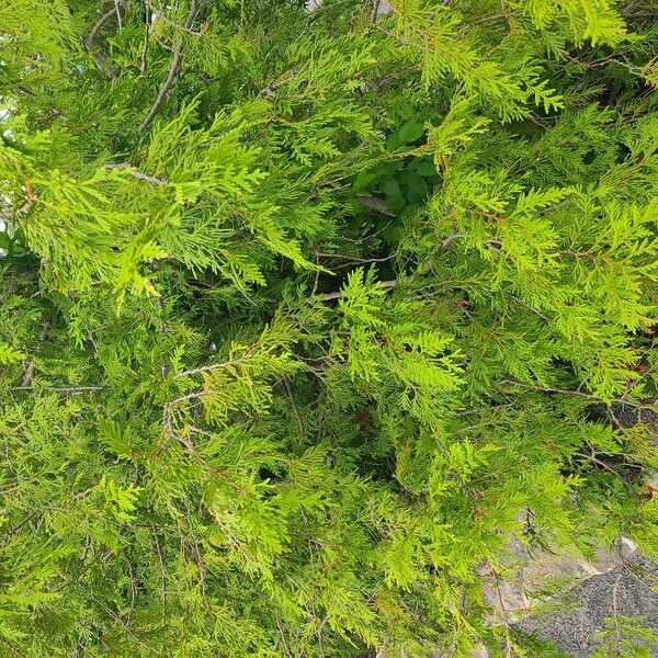 Thuja occidentalis Blad