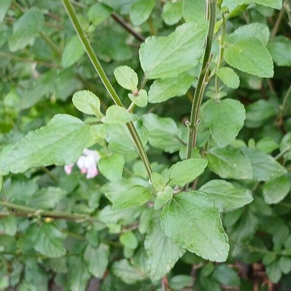 Salvia × jamensis Fuelha