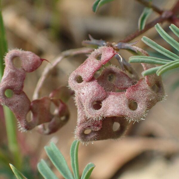 Hippocrepis ciliata Фрукт