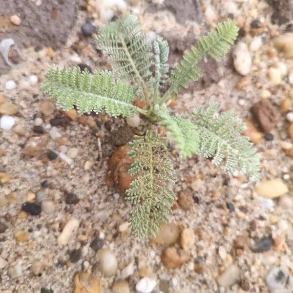 Tanacetum bipinnatum Leaf