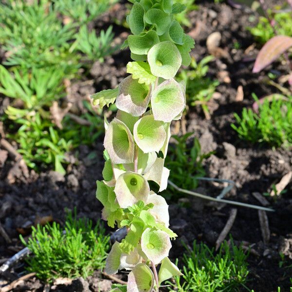 Moluccella laevis Flor