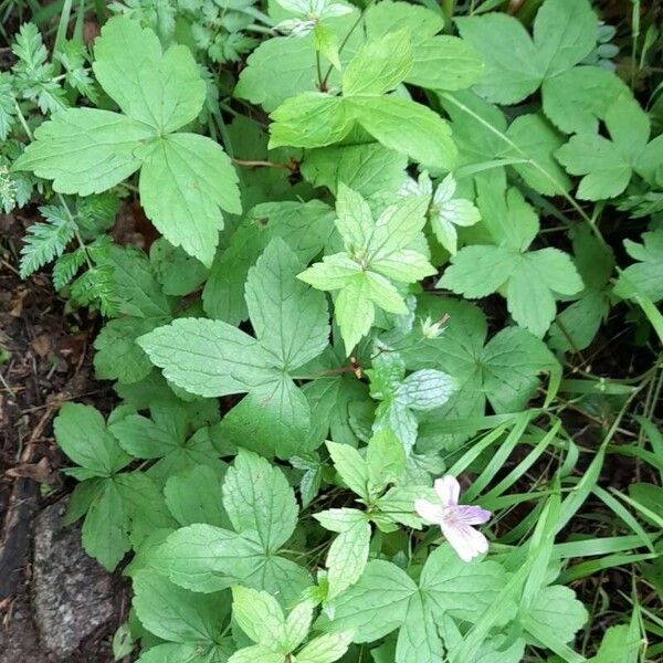 Geranium nodosum Hábito