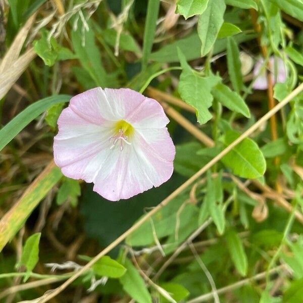 Convolvulus arvensis Žiedas