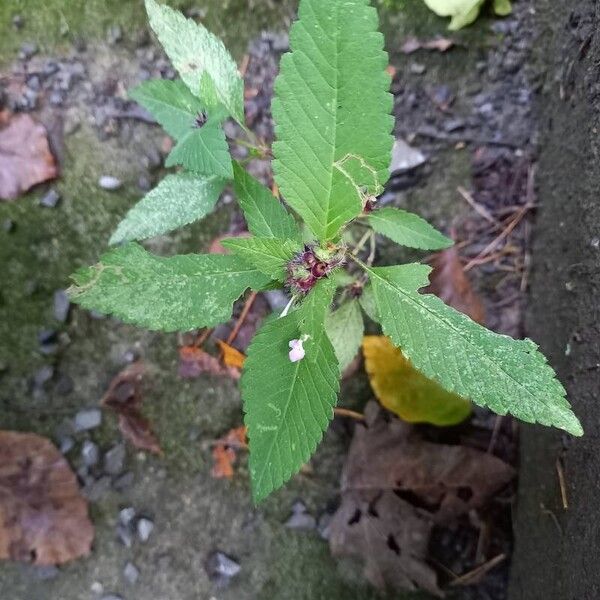 Galeopsis tetrahit Blatt