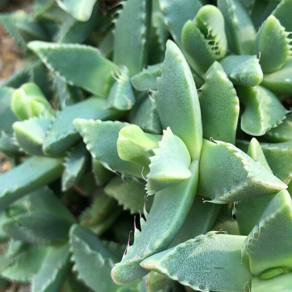 Faucaria tigrina Habitus