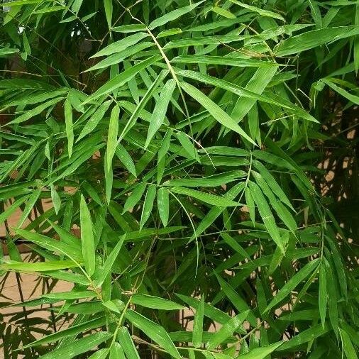 Bambusa tuldoides Leaf