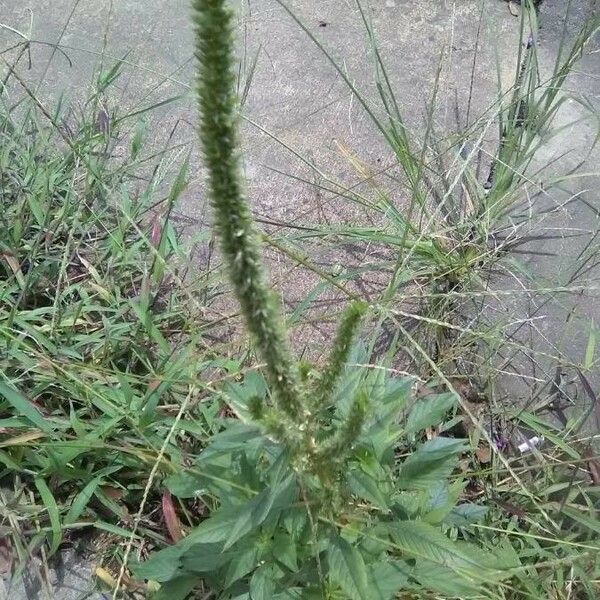 Amaranthus palmeri ഇല