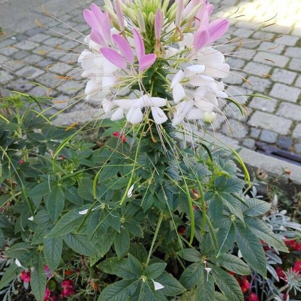 Cleome spinosa പുഷ്പം