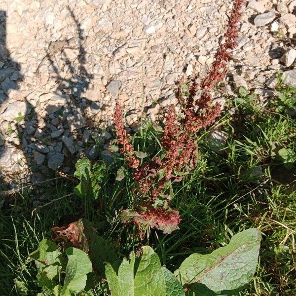 Rumex alpinus ഇല