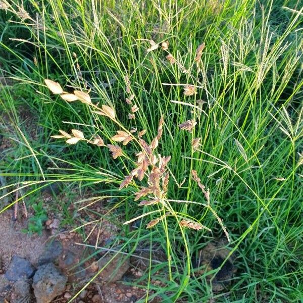 Eragrostis superba Blomst