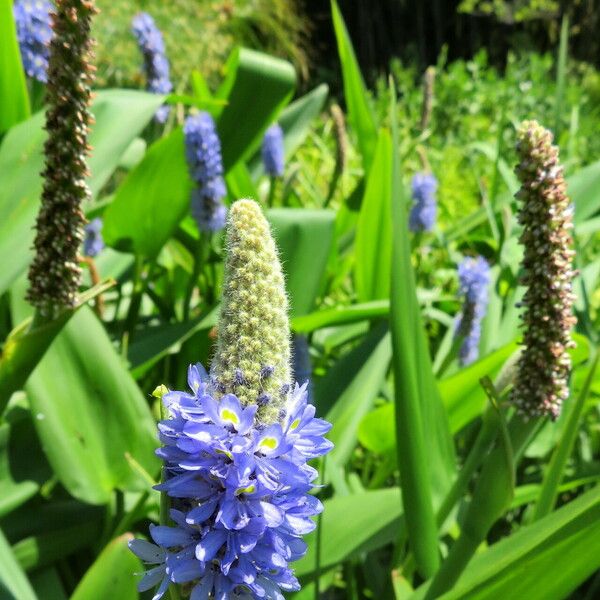 Pontederia cordata Bloem