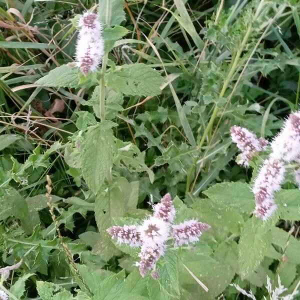 Mentha longifolia Habitus